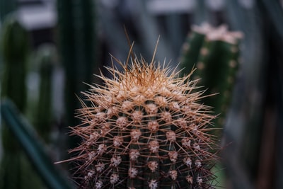 微距摄影的绿色仙人掌植物
